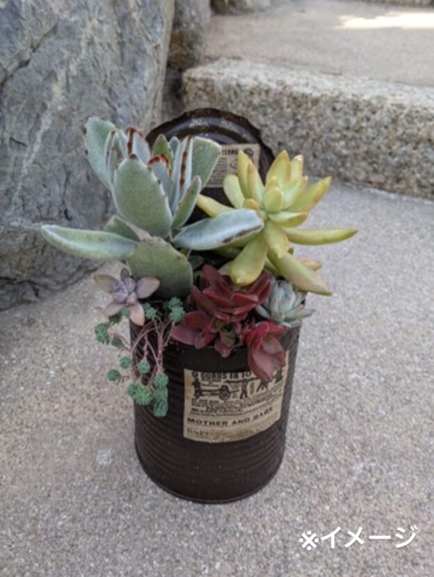 リメイク缶で多肉植物の寄せ植えづくり | フローランテ宮崎サイト